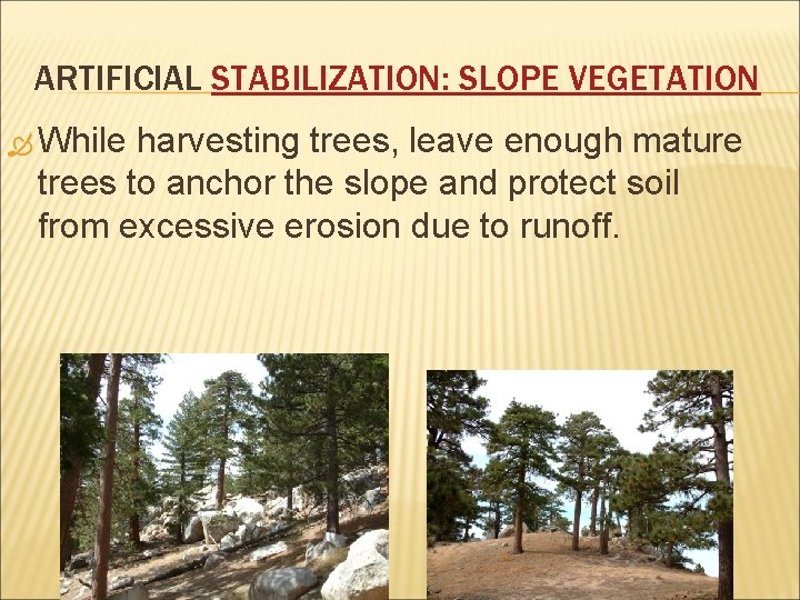 ARTIFICIAL STABILIZATION: SLOPE VEGETATION While harvesting trees, leave enough mature trees to anchor the