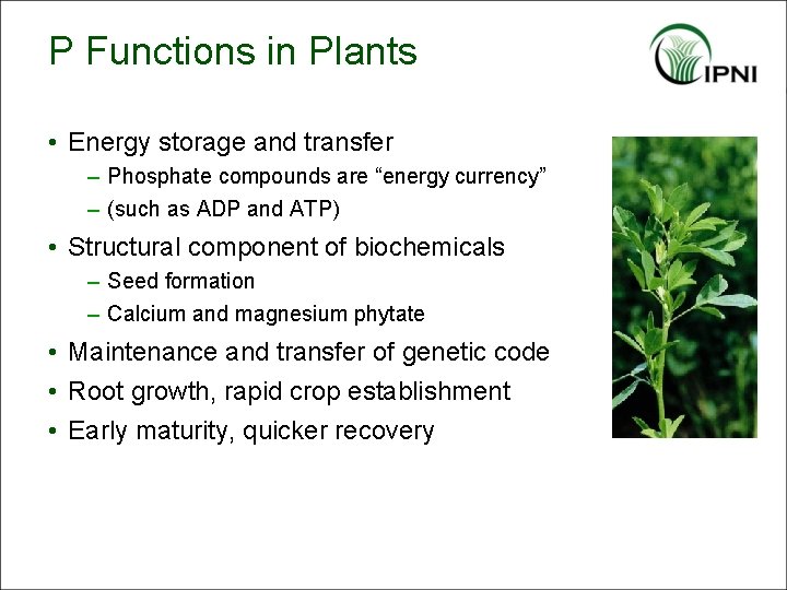 P Functions in Plants • Energy storage and transfer – Phosphate compounds are “energy