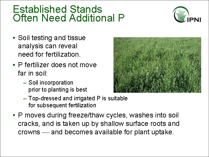 Established Stands Often Need Additional P • Soil testing and tissue analysis can reveal