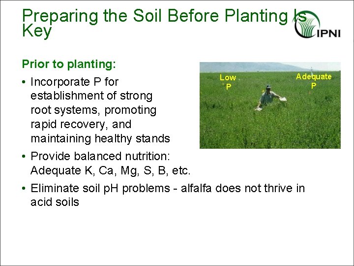 Preparing the Soil Before Planting Is Key Prior to planting: • Incorporate P for