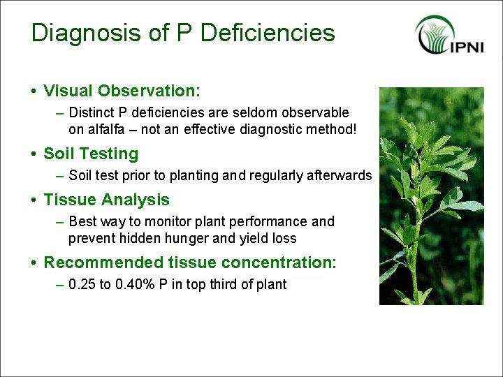 Diagnosis of P Deficiencies • Visual Observation: – Distinct P deficiencies are seldom observable