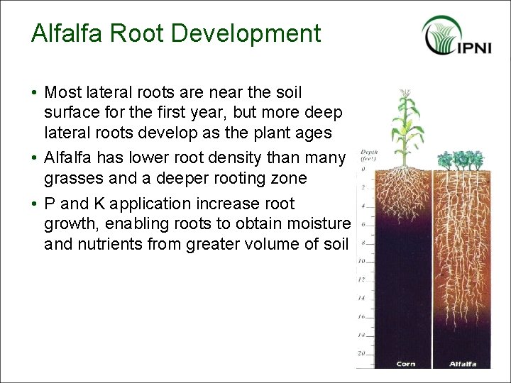 Alfalfa Root Development • Most lateral roots are near the soil surface for the