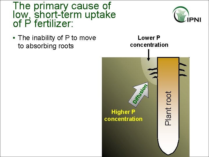 The primary cause of low, short-term uptake of P fertilizer: Higher P concentration Plant