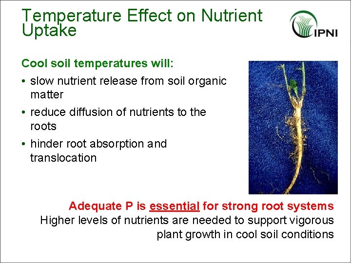 Temperature Effect on Nutrient Uptake Cool soil temperatures will: • slow nutrient release from