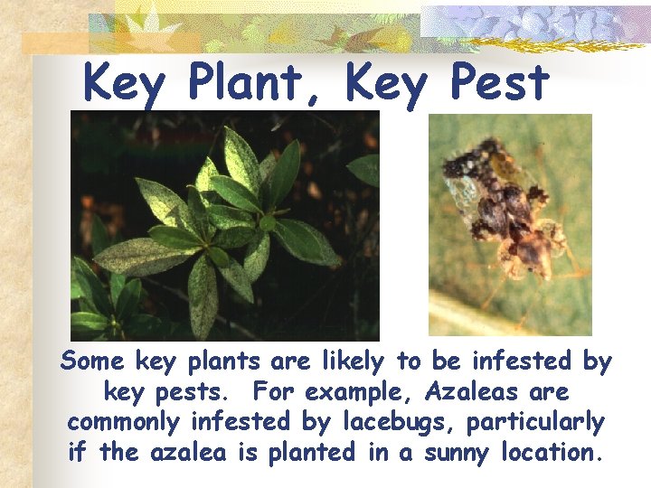 Key Plant, Key Pest Some key plants are likely to be infested by key