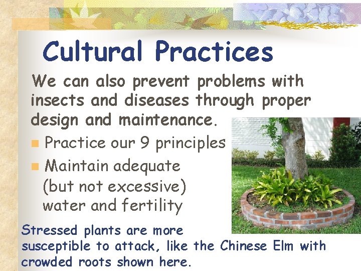 Cultural Practices We can also prevent problems with insects and diseases through proper design