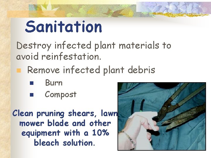 Sanitation Destroy infected plant materials to avoid reinfestation. n Remove infected plant debris n