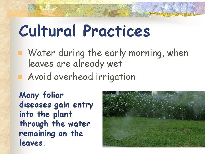 Cultural Practices n n Water during the early morning, when leaves are already wet