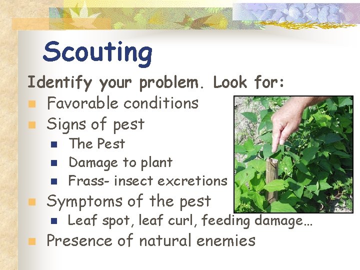Scouting Identify your problem. Look for: n Favorable conditions n Signs of pest n