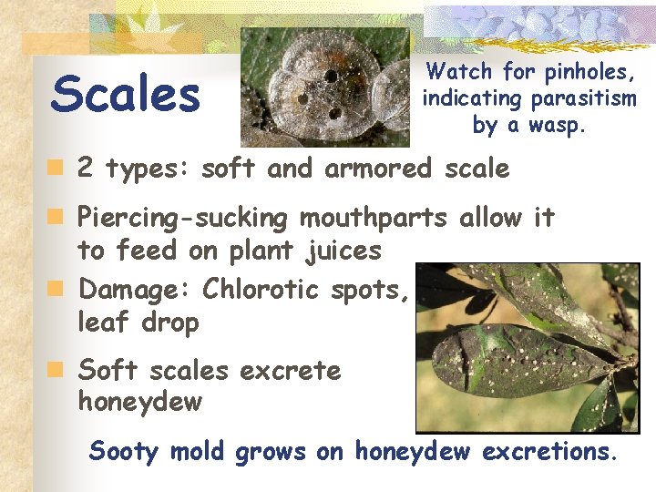 Scales Watch for pinholes, indicating parasitism by a wasp. n 2 types: soft and