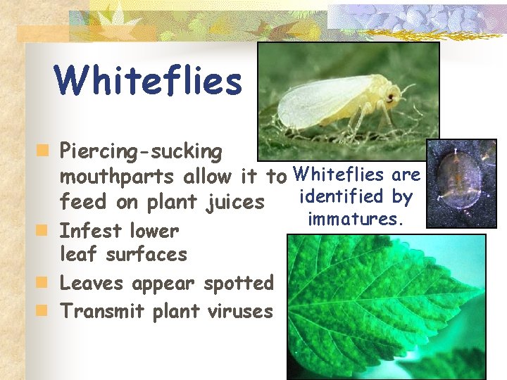 Whiteflies n Piercing-sucking mouthparts allow it to Whiteflies are identified by feed on plant