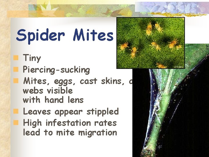 Spider Mites n Tiny n Piercing-sucking n Mites, eggs, cast skins, and webs visible