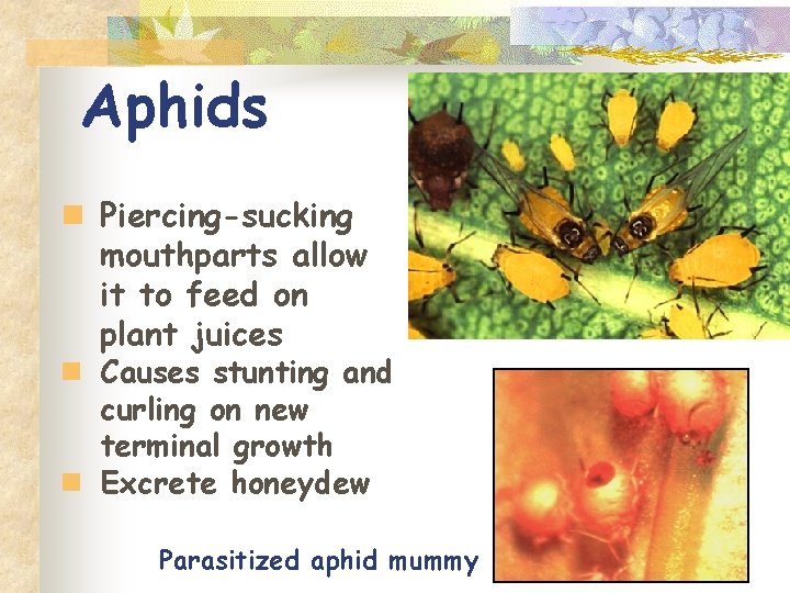 Aphids n Piercing-sucking mouthparts allow it to feed on plant juices n Causes stunting