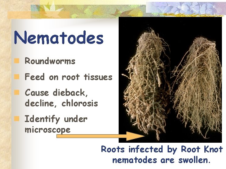 Nematodes n Roundworms n Feed on root tissues n Cause dieback, decline, chlorosis n