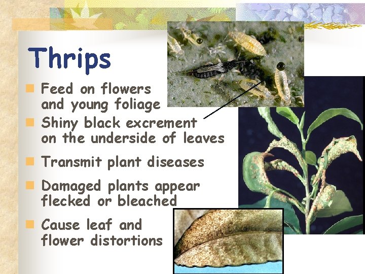 Thrips n Feed on flowers and young foliage n Shiny black excrement on the