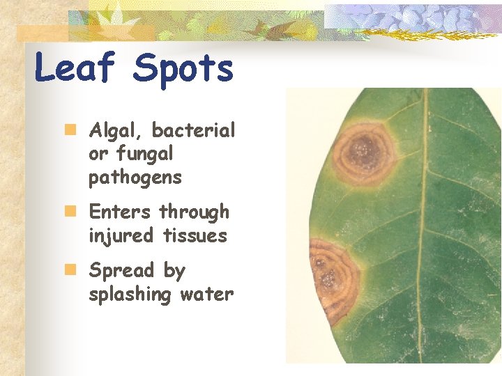 Leaf Spots n Algal, bacterial or fungal pathogens n Enters through injured tissues n