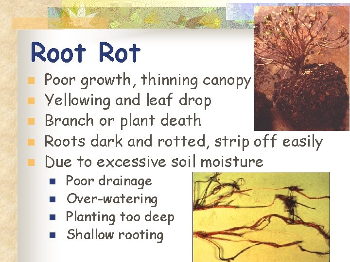 Root Rot n n n Poor growth, thinning canopy Yellowing and leaf drop Branch