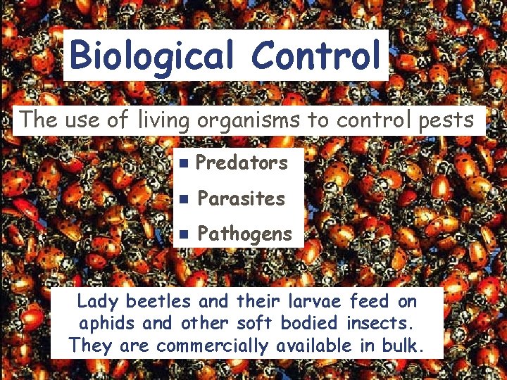 Biological Control The use of living organisms to control pests n Predators n Parasites