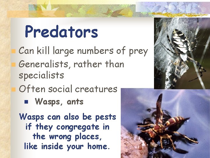 Predators Can kill large numbers of prey n Generalists, rather than specialists n Often