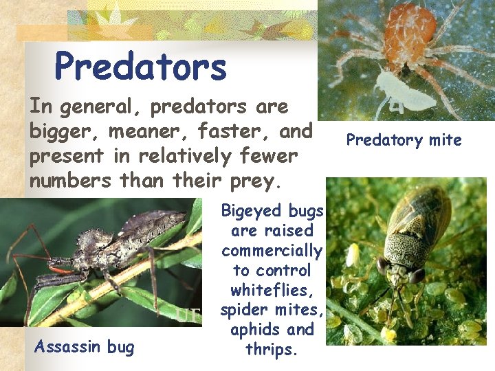 Predators In general, predators are bigger, meaner, faster, and present in relatively fewer numbers