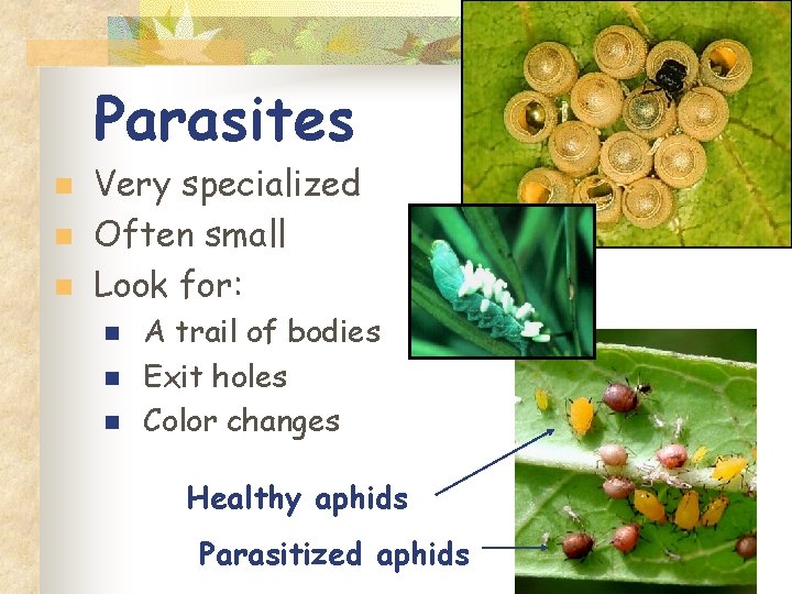 Parasites n n n Very specialized Often small Look for: n n n A