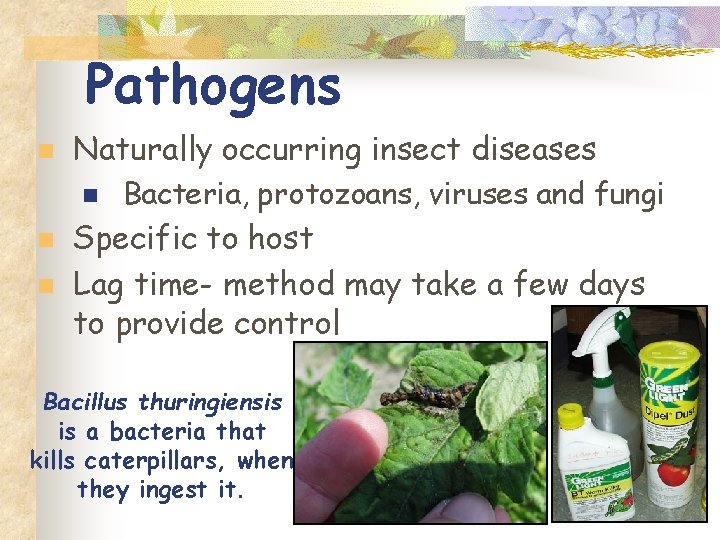 Pathogens n Naturally occurring insect diseases n n n Bacteria, protozoans, viruses and fungi