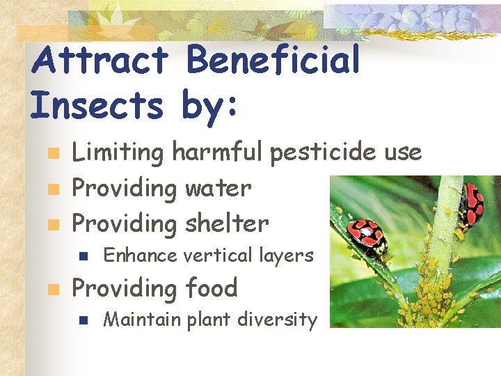 Attract Beneficial Insects by: n n n Limiting harmful pesticide use Providing water Providing