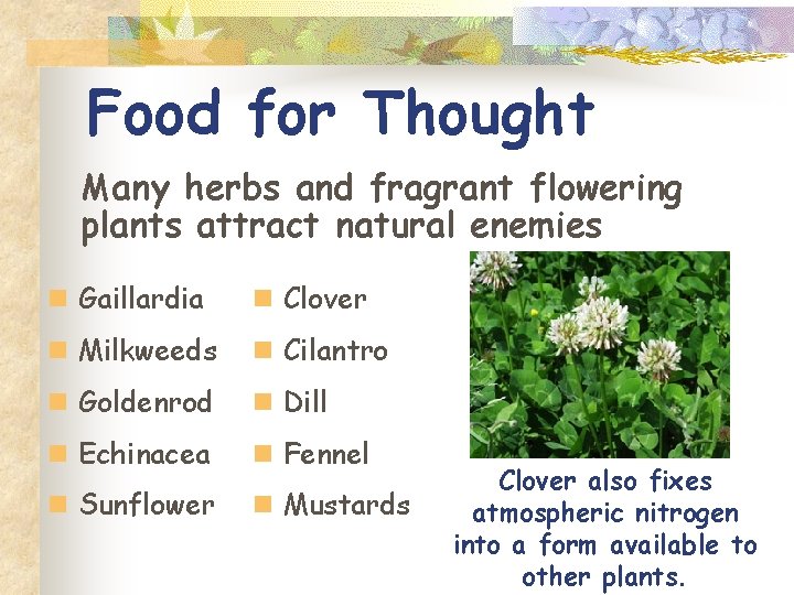 Food for Thought Many herbs and fragrant flowering plants attract natural enemies n Gaillardia