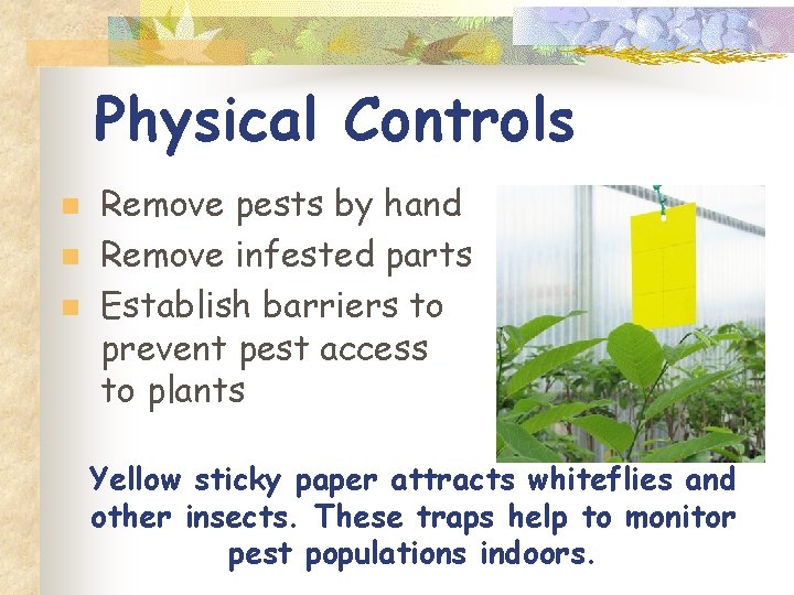 Physical Controls n n n Remove pests by hand Remove infested parts Establish barriers