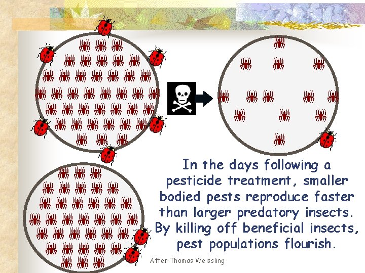  In the days following a pesticide treatment, smaller bodied pests reproduce faster than