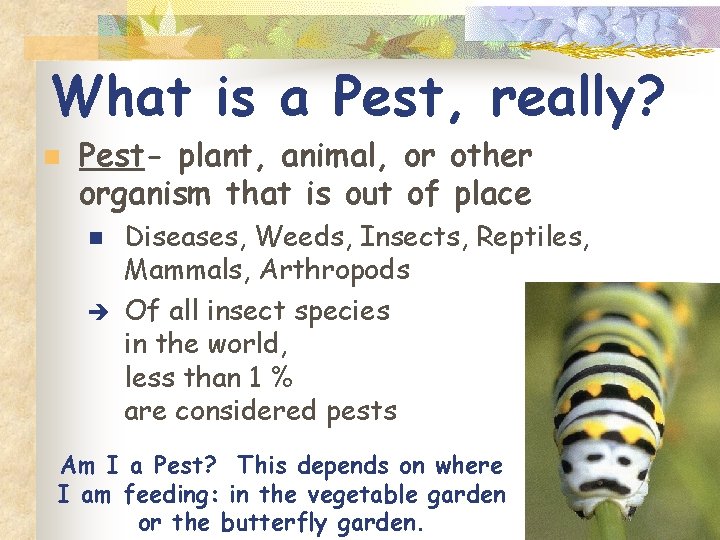 What is a Pest, really? n Pest- plant, animal, or other organism that is