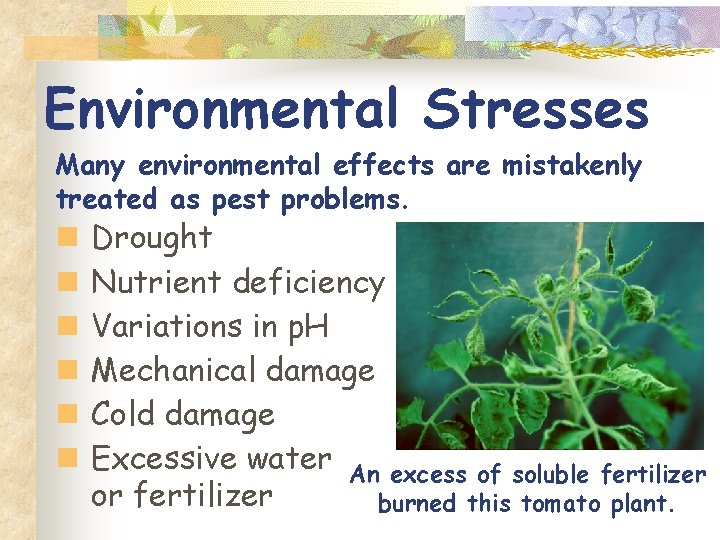 Environmental Stresses Many environmental effects are mistakenly treated as pest problems. n n n