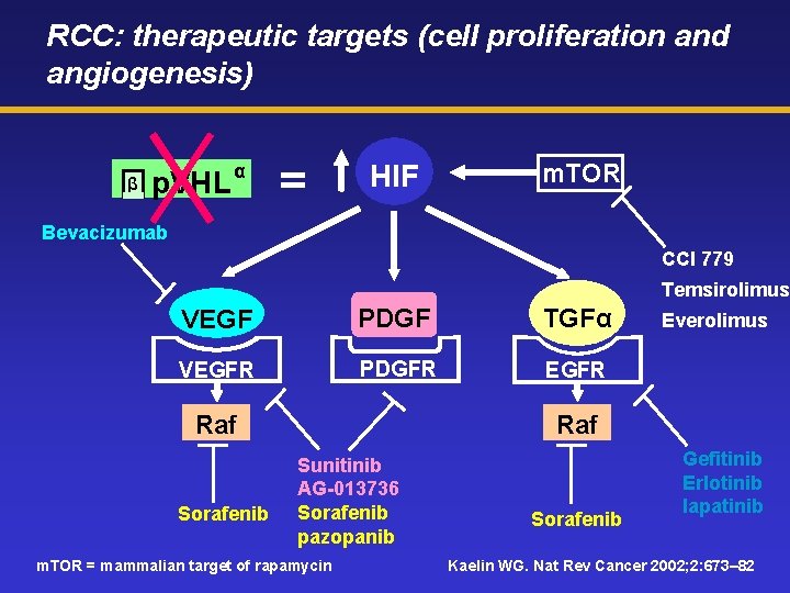 RCC: therapeutic targets (cell proliferation and angiogenesis) β p. VHL α = HIF m.