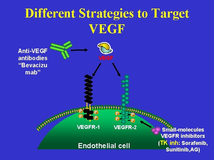 Different Strategies to Target VEGF Anti-VEGF antibodies “Bevacizu mab” VEGF P P VEGFR-1 P