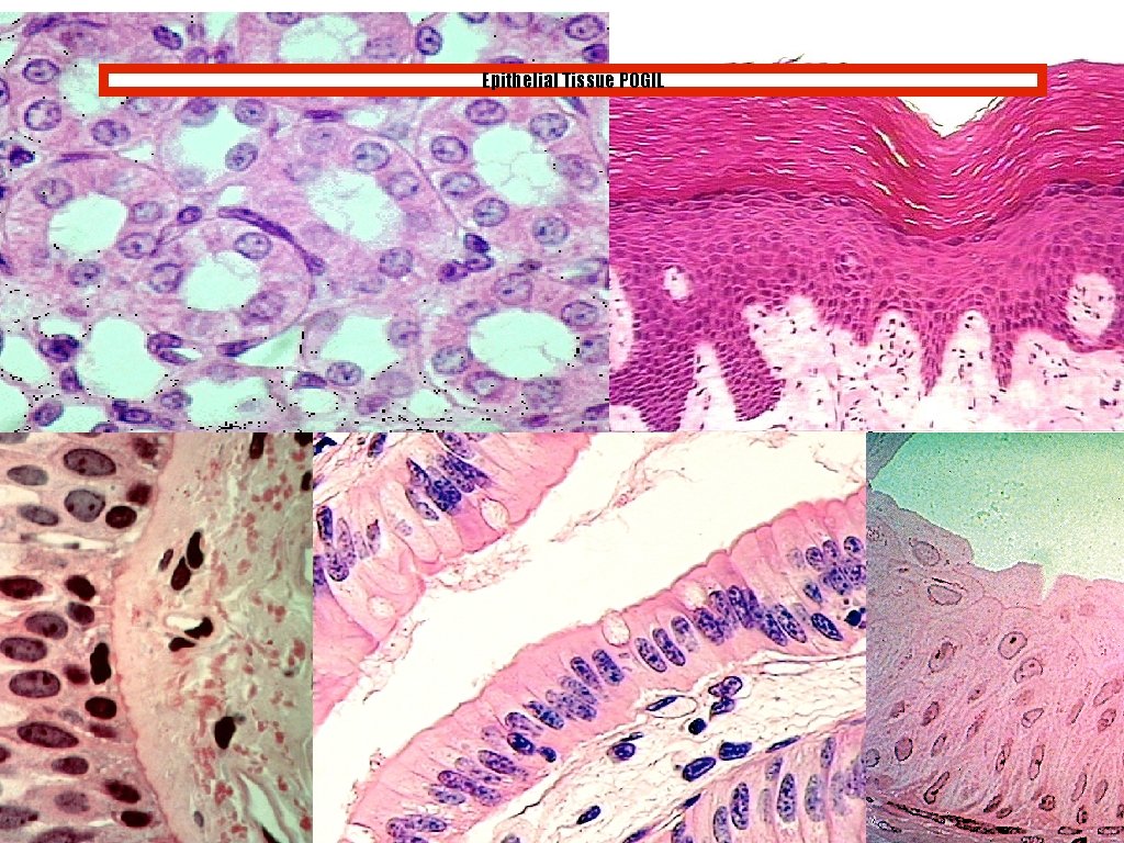 Epithelial Tissue POGIL 