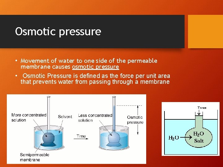 Osmotic pressure • Movement of water to one side of the permeable membrane causes