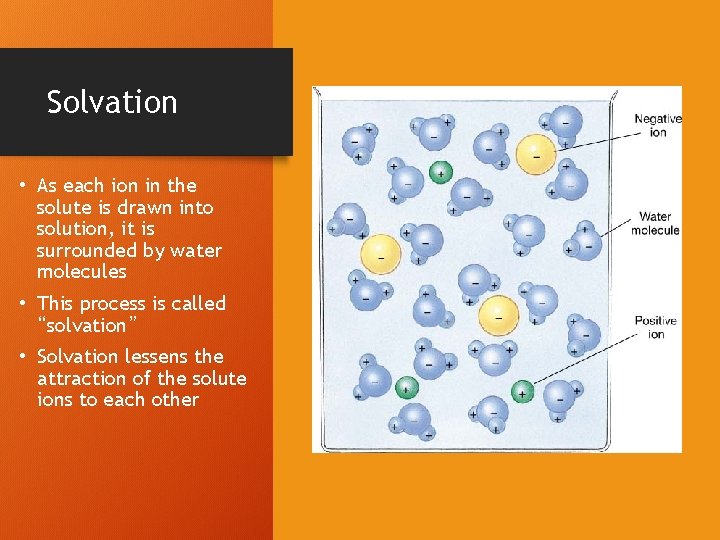 Solvation • As each ion in the solute is drawn into solution, it is