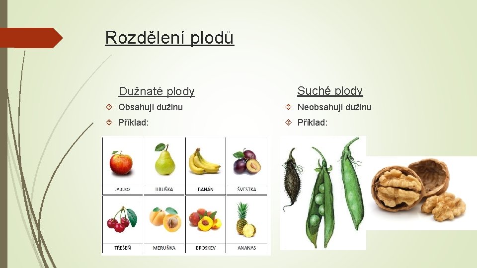 Rozdělení plodů Dužnaté plody Suché plody Obsahují dužinu Neobsahují dužinu Příklad: 