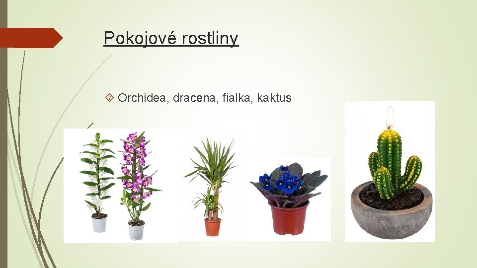 Pokojové rostliny Orchidea, dracena, fialka, kaktus 