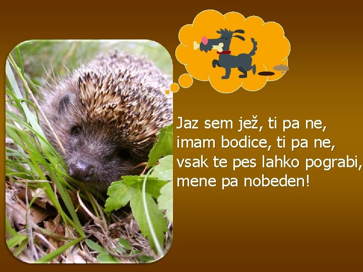 Jaz sem jež, ti pa ne, imam bodice, ti pa ne, vsak te pes
