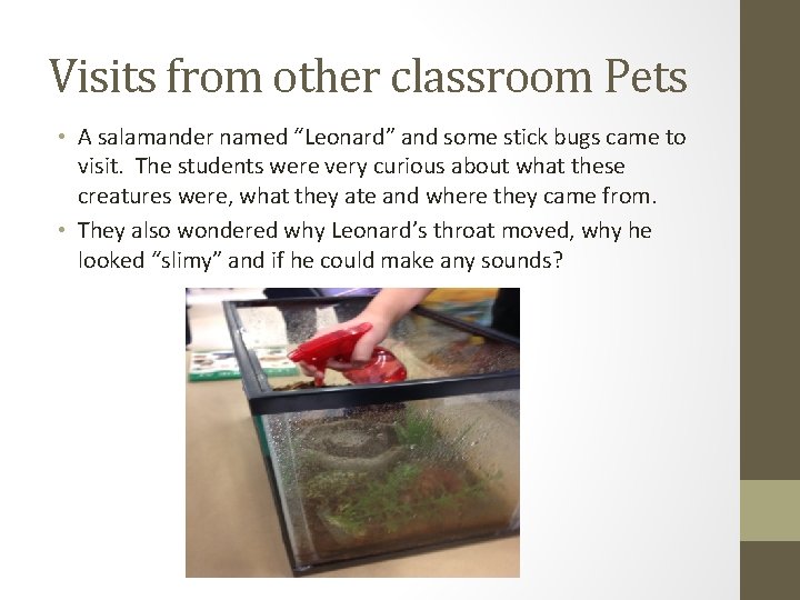 Visits from other classroom Pets • A salamander named “Leonard” and some stick bugs