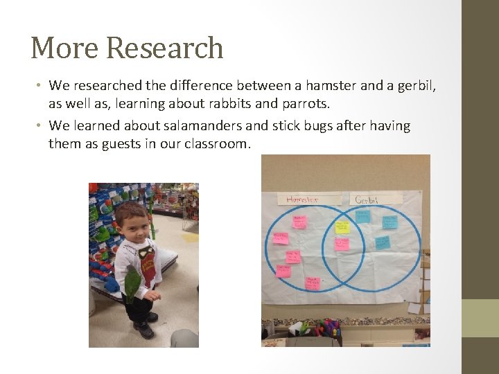 More Research • We researched the difference between a hamster and a gerbil, as