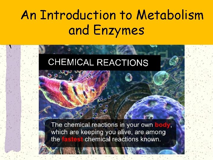 An Introduction to Metabolism and Enzymes 