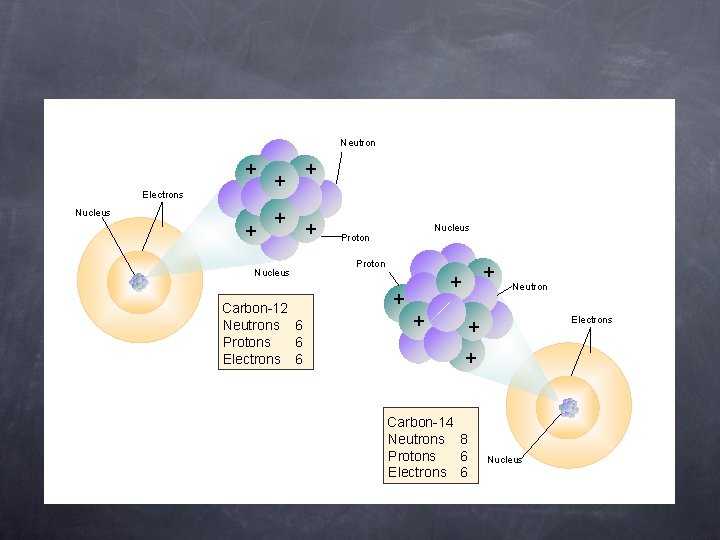 Neutron + Electrons Nucleus + + + Nucleus Carbon-12 Neutrons 6 Protons 6 Electrons