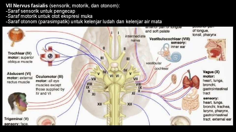 VII Nervus fasialis (sensorik, motorik, dan otonom): -Saraf sensorik untuk pengecap -Saraf motorik untuk