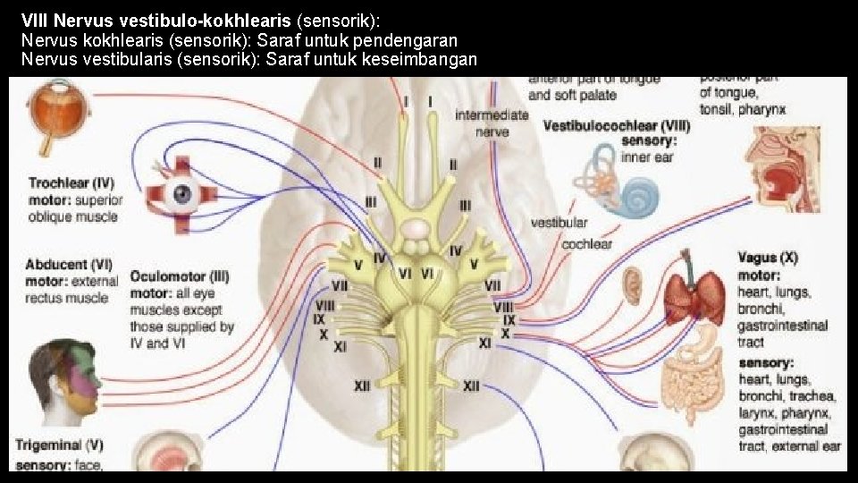 VIII Nervus vestibulo-kokhlearis (sensorik): Nervus kokhlearis (sensorik): Saraf untuk pendengaran Nervus vestibularis (sensorik): Saraf