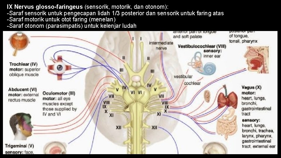 IX Nervus glosso-faringeus (sensorik, motorik, dan otonom): -Saraf sensorik untuk pengecapan lidah 1/3 posterior