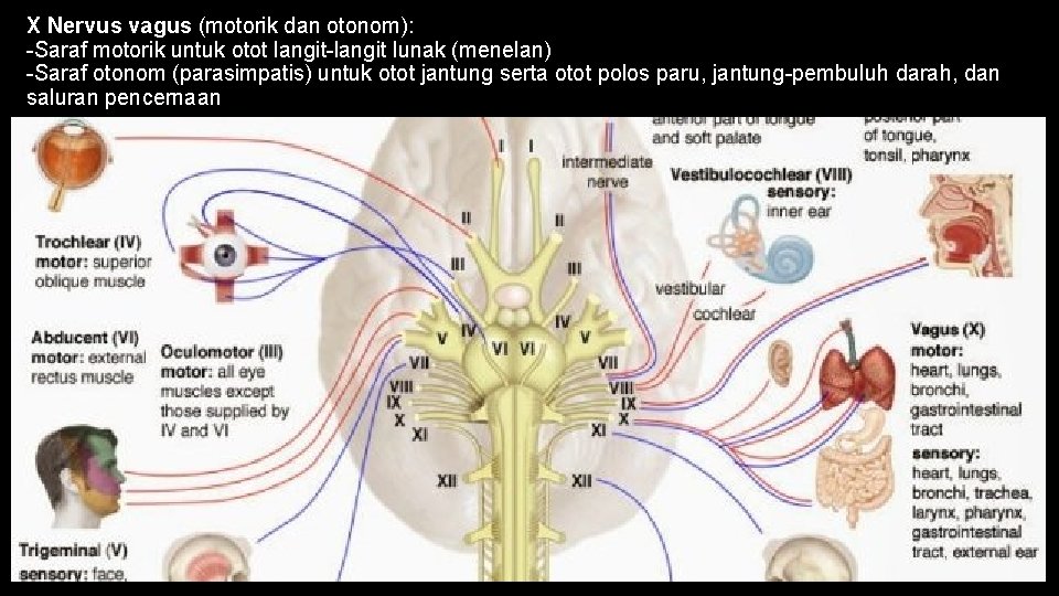 X Nervus vagus (motorik dan otonom): -Saraf motorik untuk otot langit-langit lunak (menelan) -Saraf