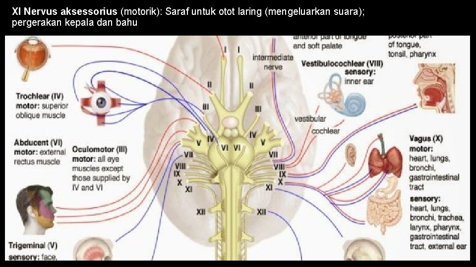 XI Nervus aksessorius (motorik): Saraf untuk otot laring (mengeluarkan suara); pergerakan kepala dan bahu