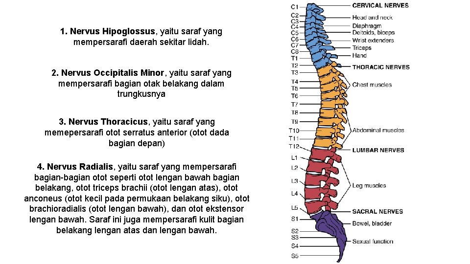 1. Nervus Hipoglossus, yaitu saraf yang mempersarafi daerah sekitar lidah. 2. Nervus Occipitalis Minor,